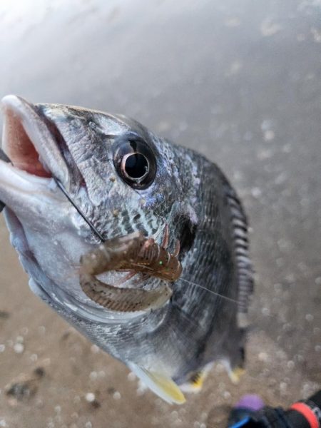 しごおわチニング！