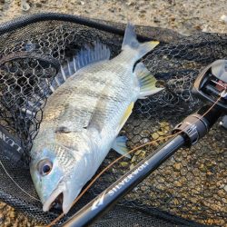 今日もしごおわ！