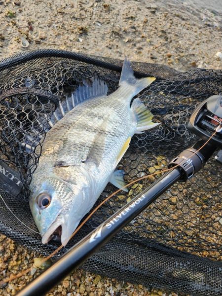 今日もしごおわ！