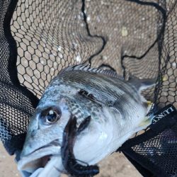 しごおわチニング