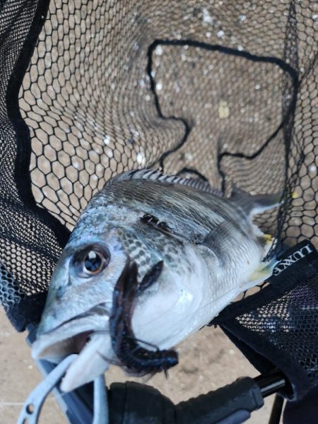 しごおわチニング