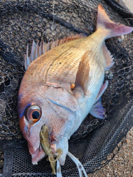 黒・黄・赤コンプリート！！