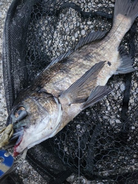 サイトチニング