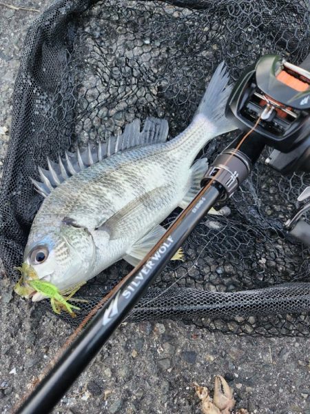 チニング１時間勝負