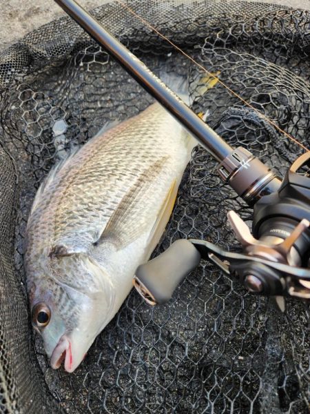 しごおわチニング