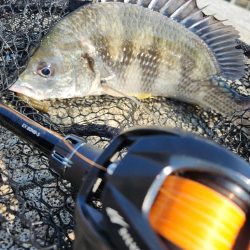 しごおわチニング