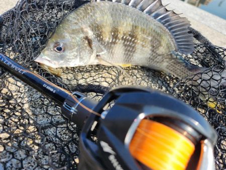 しごおわチニング