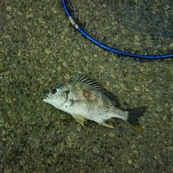 ノッコミ開始？