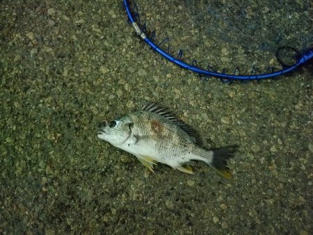 ノッコミ開始？