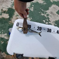 イワシと小アジが釣りたくて