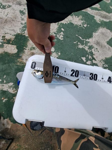 イワシと小アジが釣りたくて