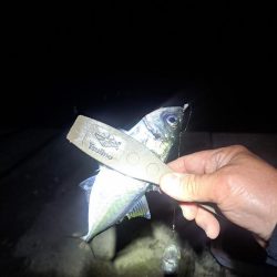 勢い良く沈み続ける電気ウキ