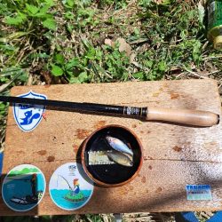 春のたなご釣り