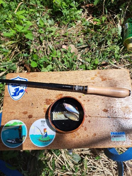 春のたなご釣り