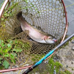 エリアトラウト