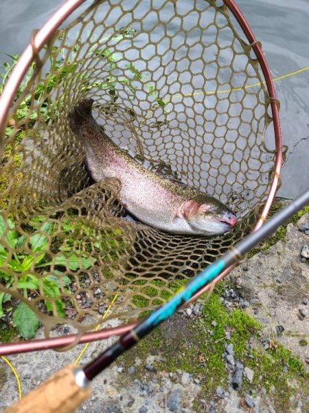 エリアトラウト