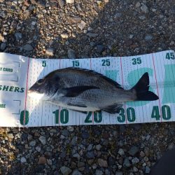 クロダイ（お）