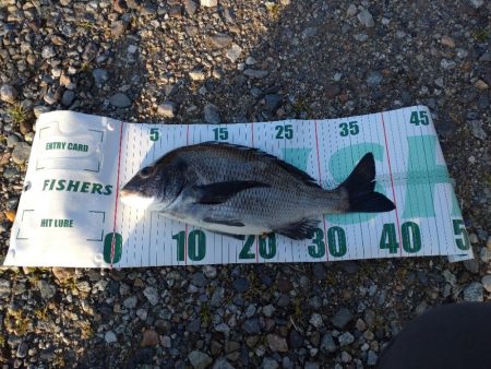 クロダイ（お）