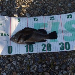 メバル1匹（お）