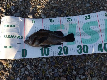 メバル1匹（お）