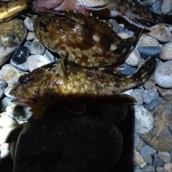 カサゴ、メバル