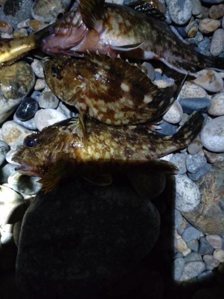 カサゴ、メバル