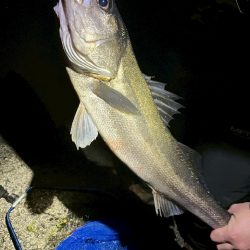 シーバス、ホタルイカ(おと)