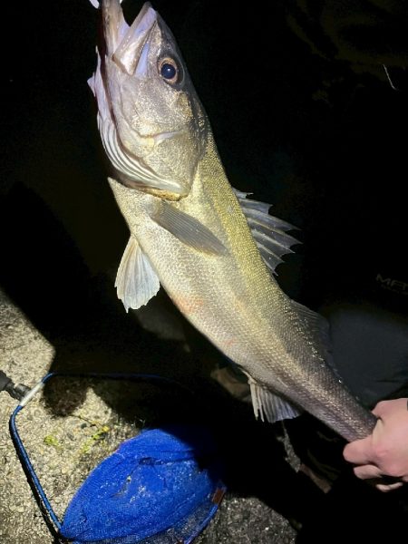 シーバス、ホタルイカ（おと）