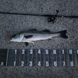 やっと釣れた🐟