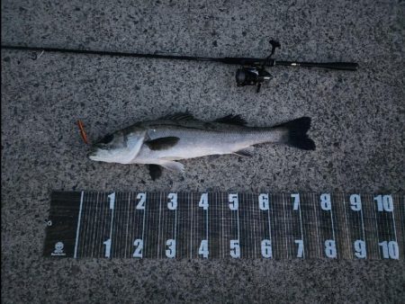 やっと釣れた🐟