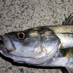 シーズン到来！？