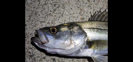 シーズン到来！？