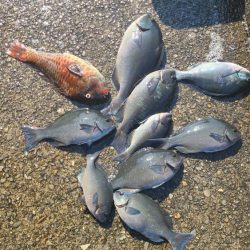 和歌山県釣連盟グレ釣りトーナメント