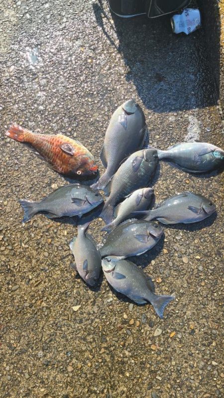 和歌山県釣連盟グレ釣りトーナメント