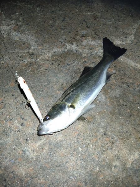 シーバス初釣行