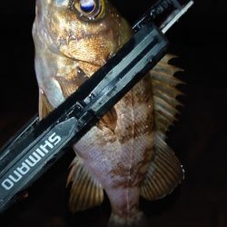 ちょっとでも、潮通しの良いところへ