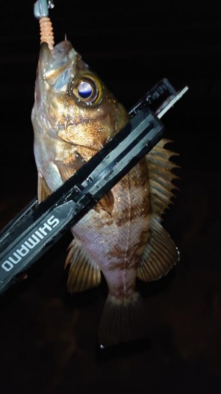 ちょっとでも、潮通しの良いところへ