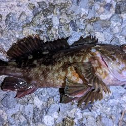 ガッシー、渋め