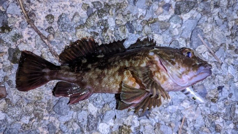 ガッシー、渋め