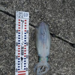 春アオリイカ狙い