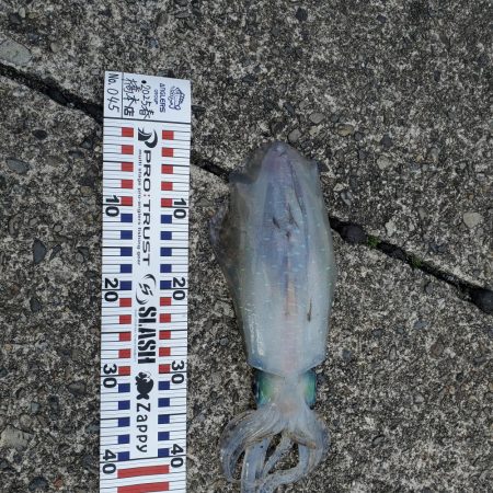 春アオリイカ狙い