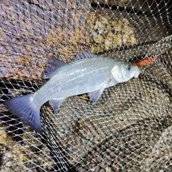 まだまだ渋い。