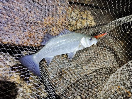 まだまだ渋い。