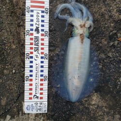 春アオリイカ狙い