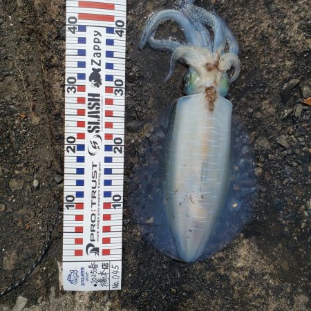 春アオリイカ狙い