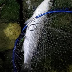 ボラスレだけじゃダメですか