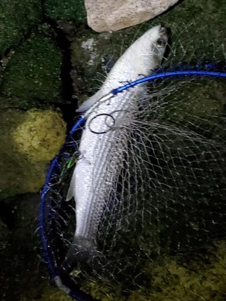 ボラスレだけじゃダメですか