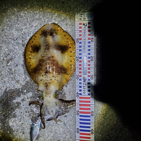 春アオリイカ狙い