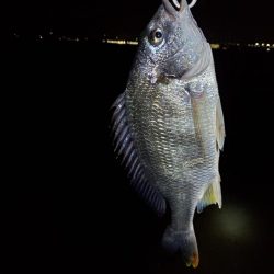 小潮でも行ける。でもボラだらけ