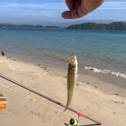 やっと糸島にもキスが近付いてきました